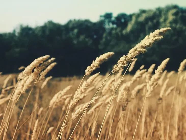 A Brief History of Celiac Disease